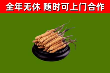 汝城回收冬虫夏草
