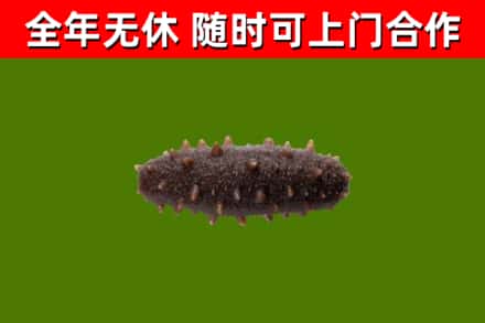 汝城回收海参干